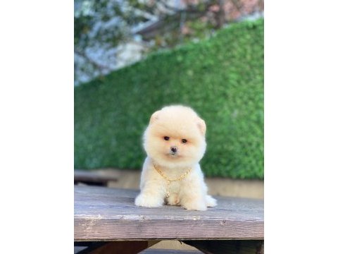 Pomeranian boo