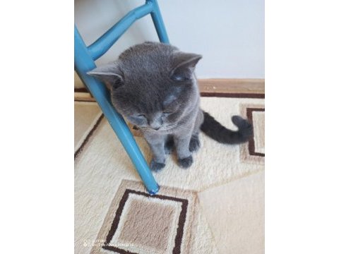 1.5 yaşında akıllı kedimiz