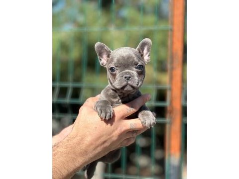 Prenses bulldog