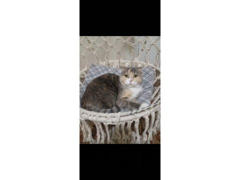 British shorthair (melez)