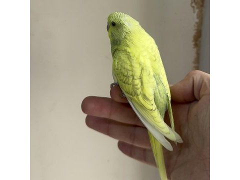 Bebek muhabbet kuşumuz yeni yeme düşmüş