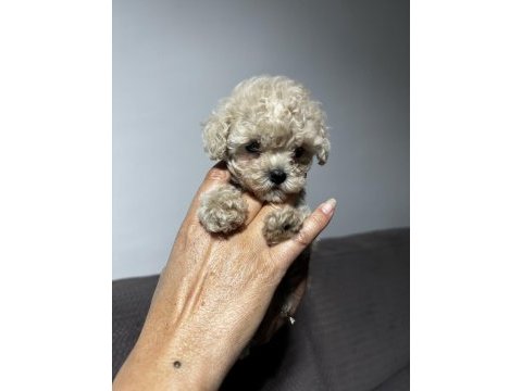 Apricot renk teacup poodle yavrular