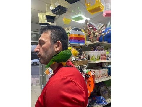Evcil karakafa caigue papağanımız 