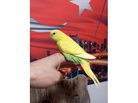 Sağlıklı yavru veya damızlık kuşlar