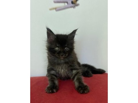 Maine coon black smoke erkek yavru