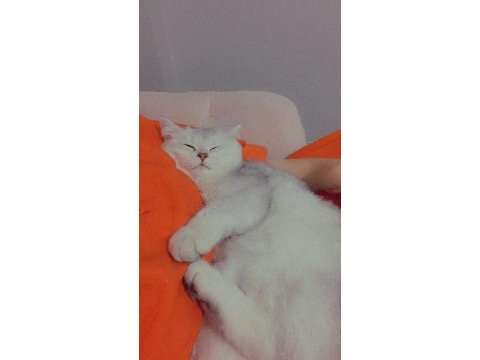 Pamuk kedim scottish straight