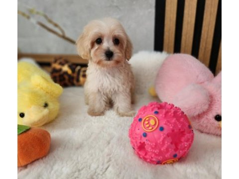 Aşılı pasaportlu maltipoo  yavrularımız 