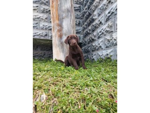 Labrador yavrularımız