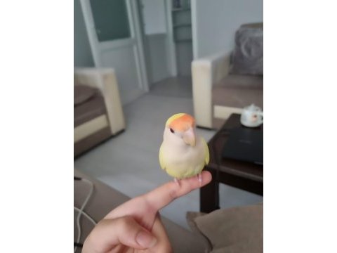 Sevda papağanı full evcil