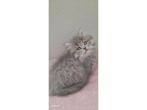 British longhair