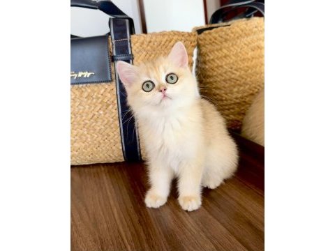 Safkan british shorthair golden dişi yavru