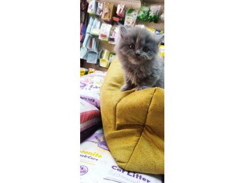 British shorthair kediler