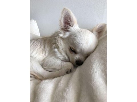 Chihuahua yavruları