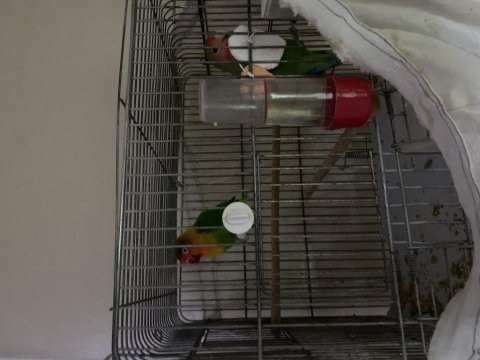 Cennet papağanı çift