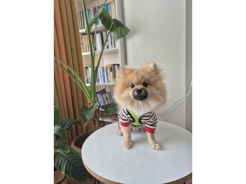 Pasaportlu aşıları tam pomeranian yavrumuz