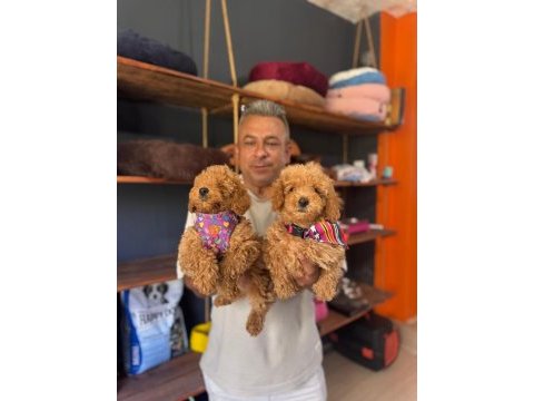 Mükemmel kalitede poodle bebeklerimiz