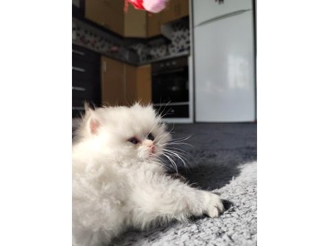 Kedimiz safkan prensese yuva arıyorum
