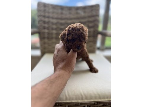 Toy poodle kore