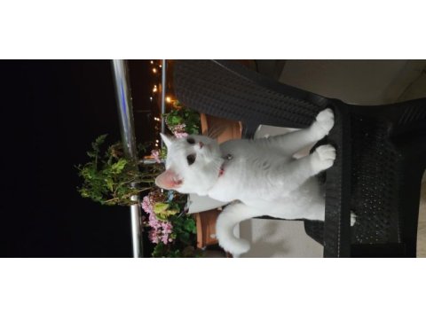 8 aylık british shorthair sahiplendirme istanbul