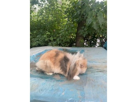 Lop tavşanlar