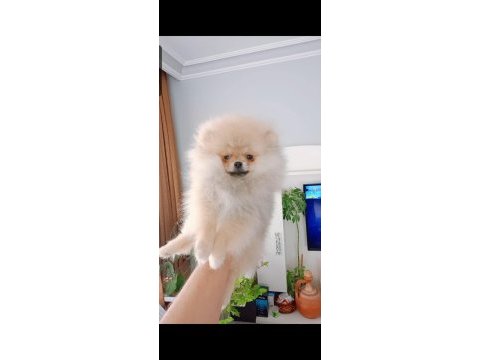 Pomeranian boo dişi yavru