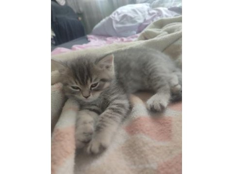 Blue point british shorthair bebekler teslime hazır