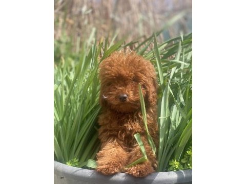 Toy poodle 5 aylık dişi
