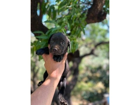 Cane corso yavrusu