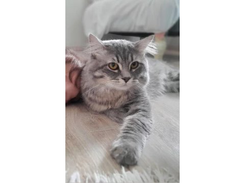 1 yaşında orjinal british longhair (erkek)
