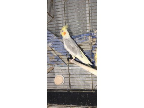 Çok uyguna verilecek sultan papağanı