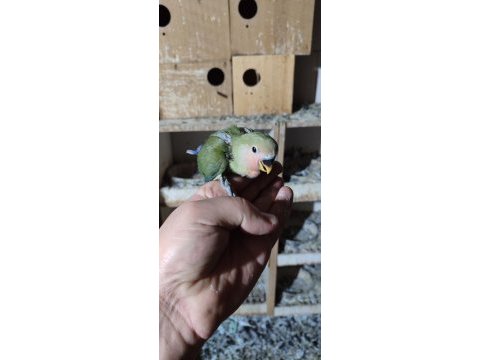 Bebek yavrumuz el beslemesi için hazırdır buyrun