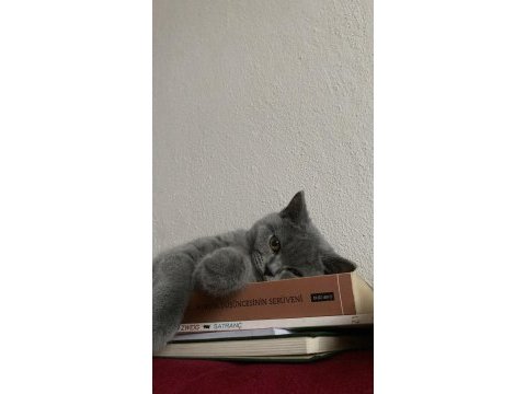 Dişi british shorthair