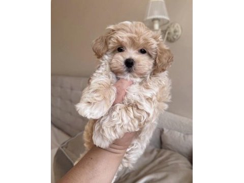 Pofuduk maltipoo bebeğimiz