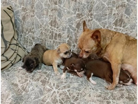 Teacup elma kafa chihuahua (şivava) bebekler