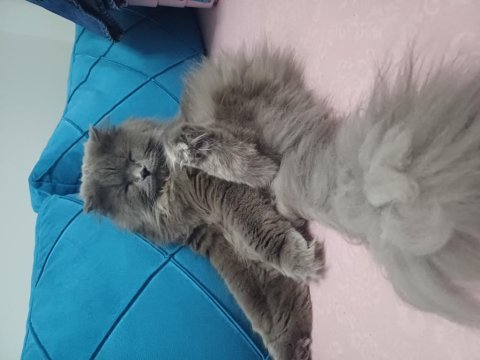 Ücretsiz takip şartlı kedimiz