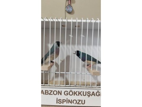 Mavi gökkuşağı ispinozu takım