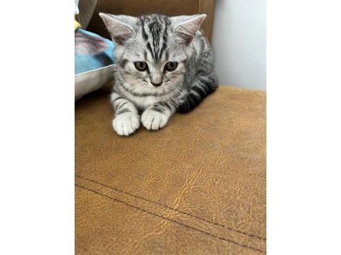 2,5 aylık scottish fold ve british shorthair yavrular