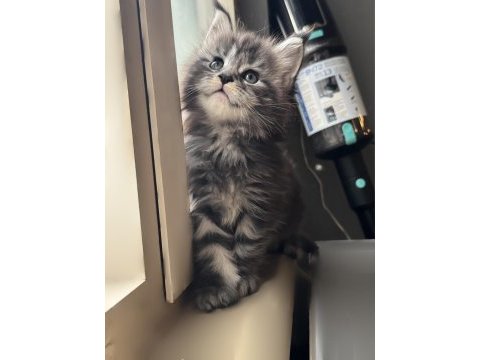Saf kan şecereli maine coon yavruları