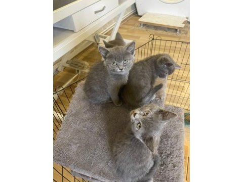 British shorthair 2 aylık kedimiz