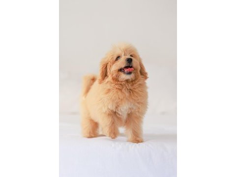 Dişi maltipoo yavrumuz yeni yuvasını arıyor