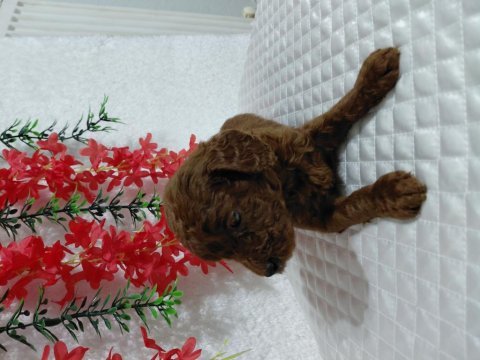 Orijinal kg garantili toy poodle bebekler