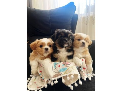 2 erkek 1 dişi köpeğimiz