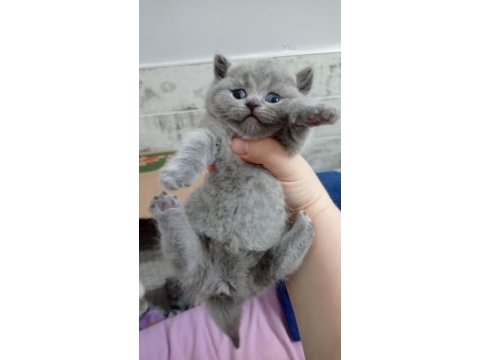 British shorthair scottish fold gri renk yavrular