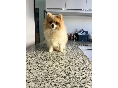 10 aylık pomeranian erkek