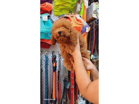 4 aylık kore toy poodle