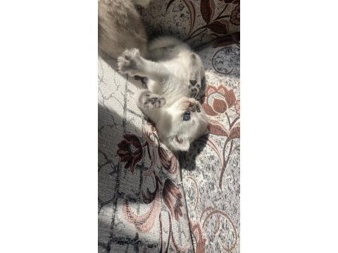 British longhair ve british shorthair bebişler