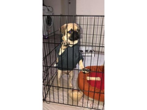 İlk günkü gibi heyecanlı pug