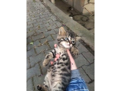 2 aylık çok tatlı benekli tekir