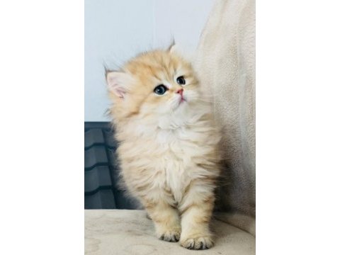 Ny24 golden yavru british longhair