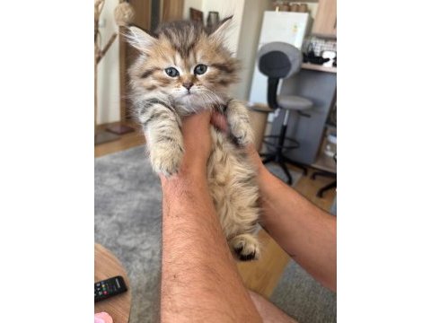 Black golden british longhair